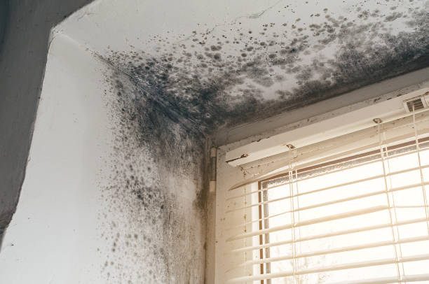 Affordable Mold Removal solutions in Lebanon Junction, KY